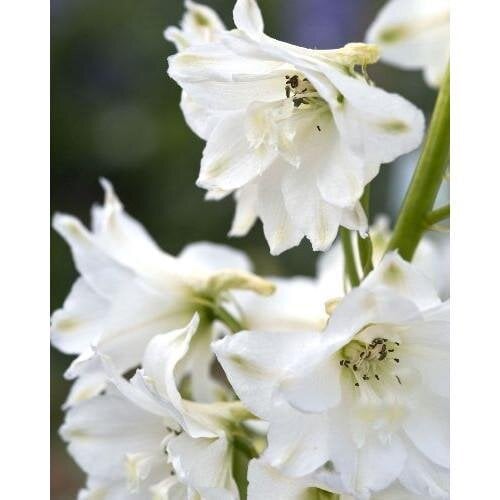Семена цветов Дельфиниум Magic Fountains Pure White Benary 50 шт. (BN04171-4)