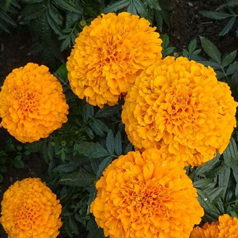 Насіння Чорнобривці Еквінокс Професійне насіння ТД Гекса-Україна 02-01-117 0,5 г Помаранчевий (IR003024)