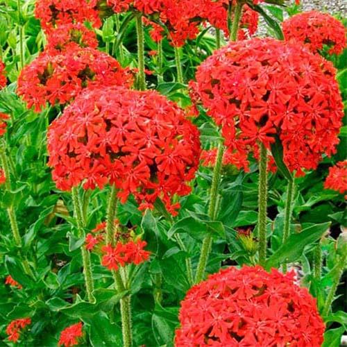 Семена Лихнис Халцедоника Florium