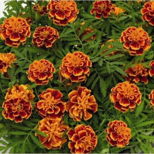 Семена цветов Benary Бархатцы Super Hero 50 шт. Orange Flame (BN08524-4)