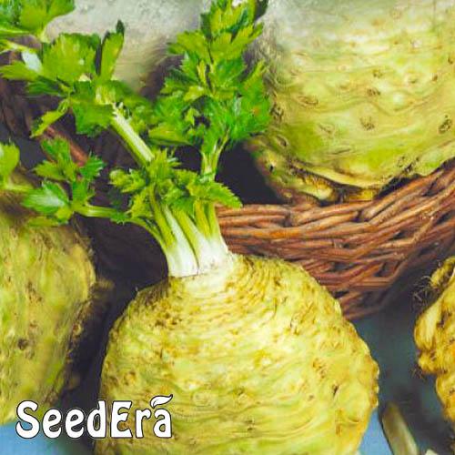 Насіння Селера Florium Чорномор кореневий (10807) - фото 2 Насіння Селера Florium Чорномор кореневий (10807) - фото 2