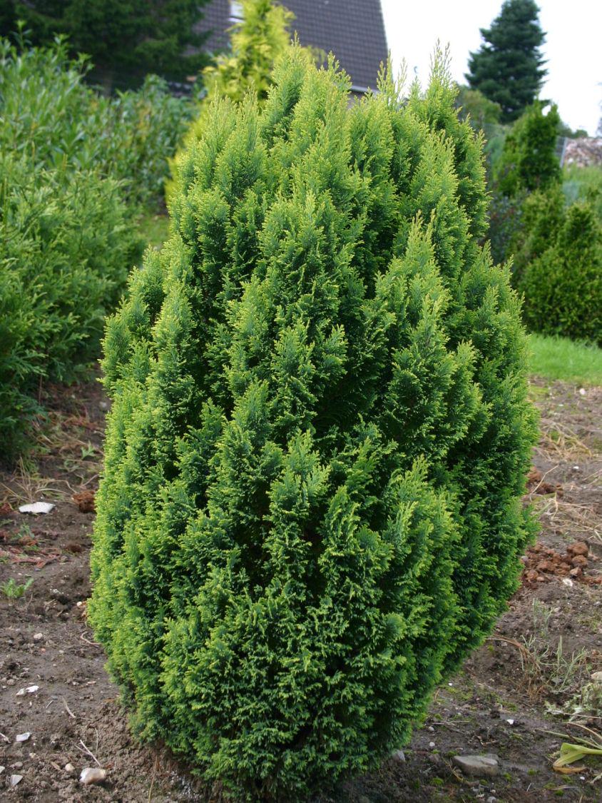 Кипарисовик Лавсона Елвуд ГолдElwoods Gold 3 шт. (38285002) Кипарисовик Лавсона Елвуд ГолдElwoods Gold 3 шт. (38285002)
