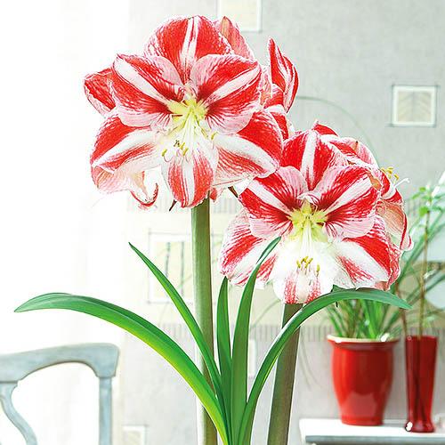 Амариллис Florium Clown (4159)