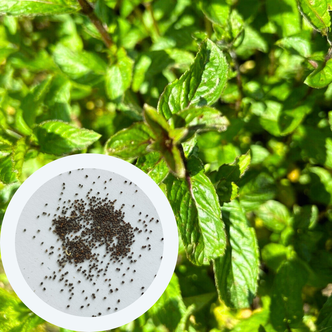 Семена Мята перечная  0,1 г 1000 шт. Mentha piperita (RS-00845) - фото 4