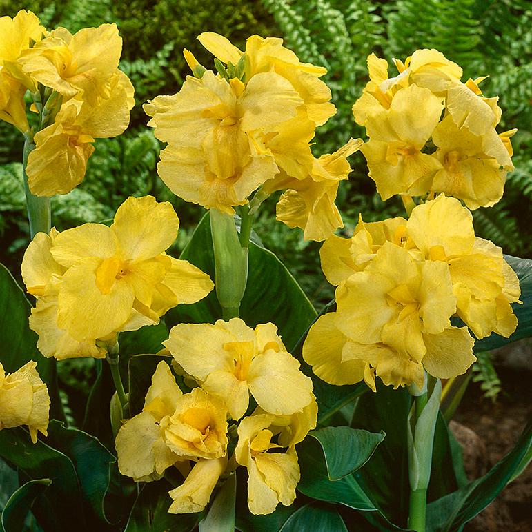 Канна Йеллоу Футурити Yellow Futurity 1 шт. (38291675)