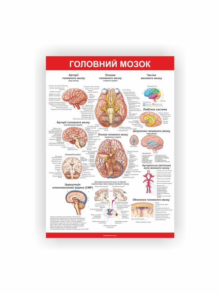 Плакат Vivay Головной мозг 30х40 см (25698563)