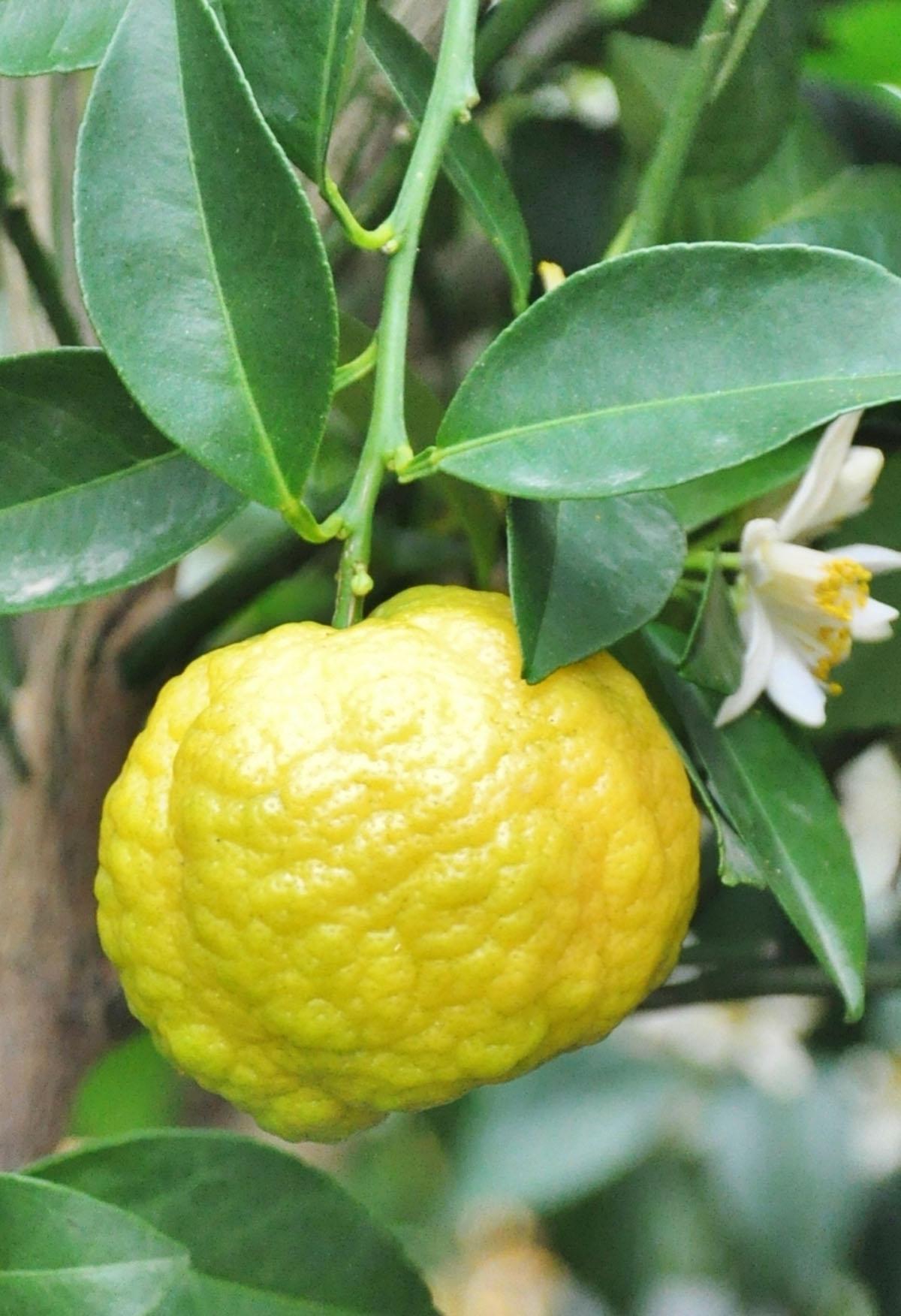 Цитрус Лиметта Пурша Citrus limetta Pursha - фото 4 Цитрус Лиметта Пурша Citrus limetta Pursha - фото 4