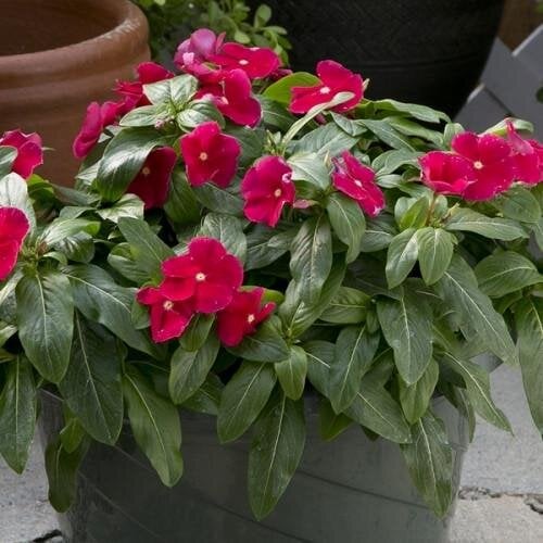 Семена цветов Катарантус белый Solar Avalanche F1 Rose Hem Genetics 100 шт. (BN09185-3)