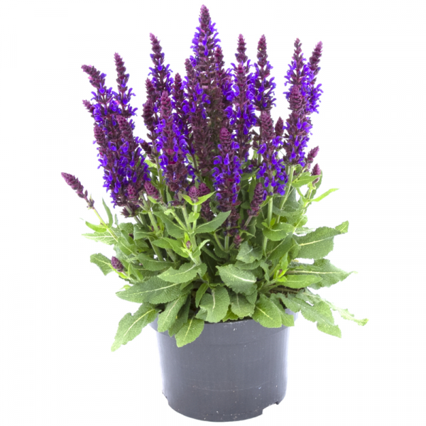 Квіти Шавлія дібровна Medium Violet напівпродукт (2666673519)