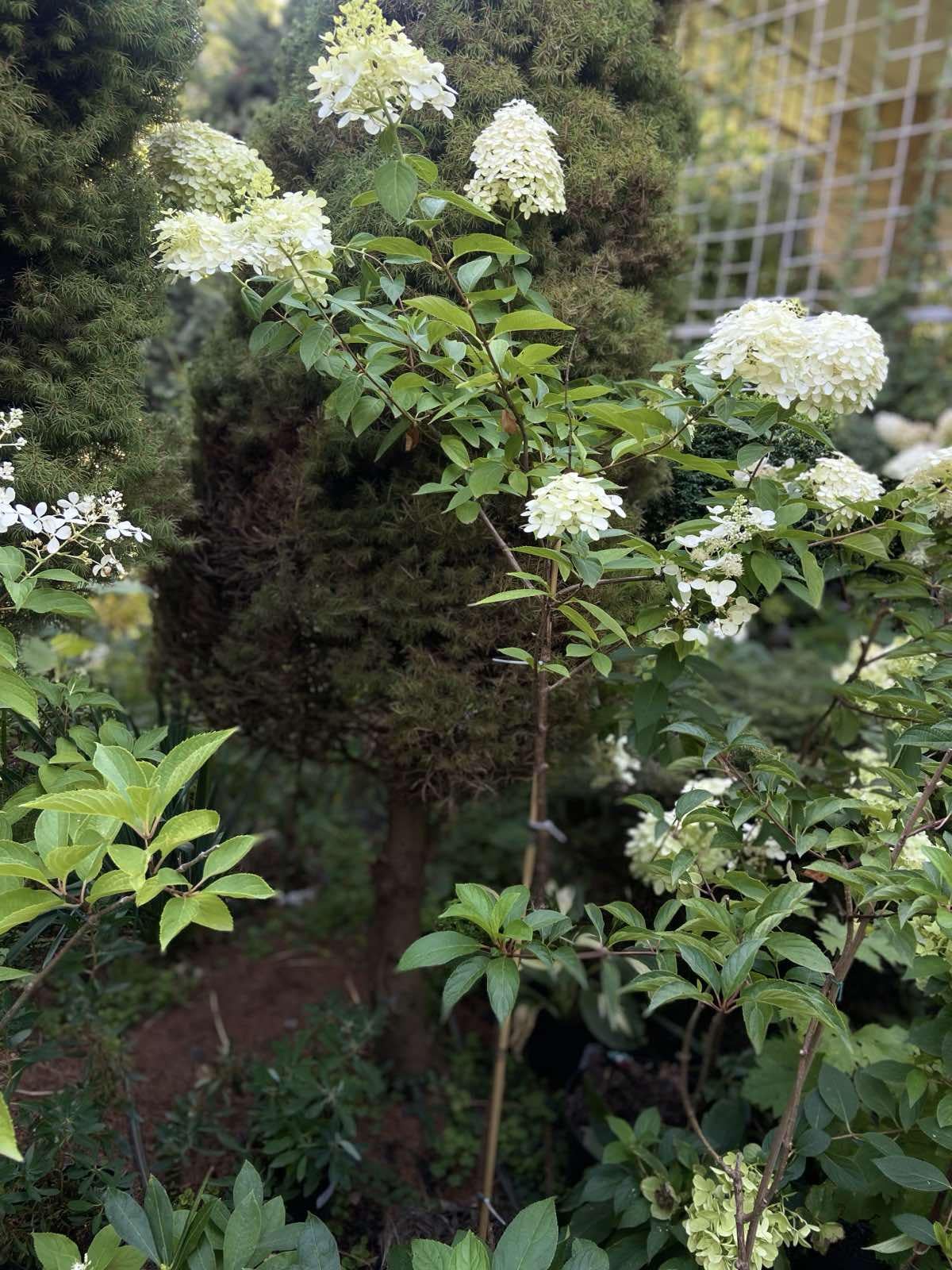 Гортензія метловидна 4 років