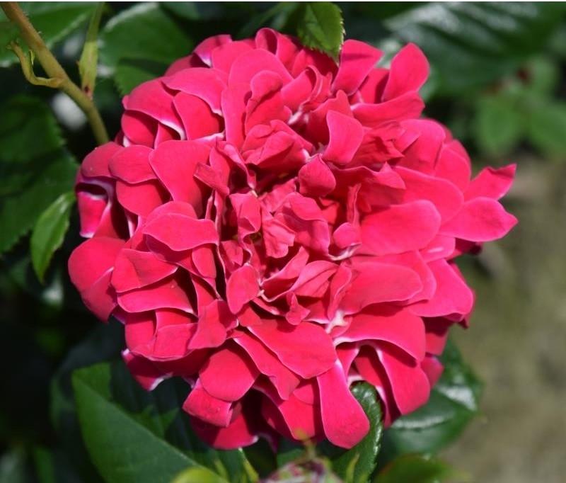 Роза Velet Ruffle's Passion Флорибунда трехлетняя в контейнере (2669431236)