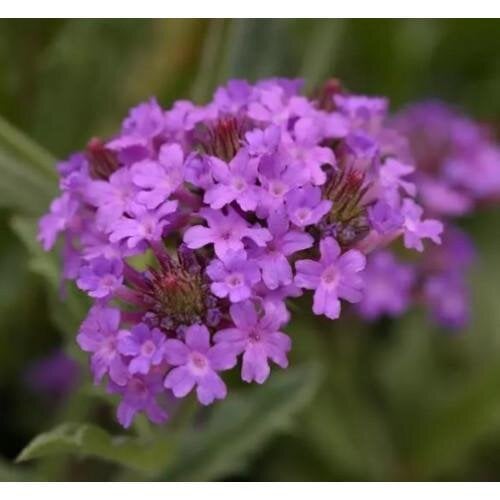 Семена цветов Вербена жесткая Santos Purple PanAmerican 1000 шт. (BN06358)