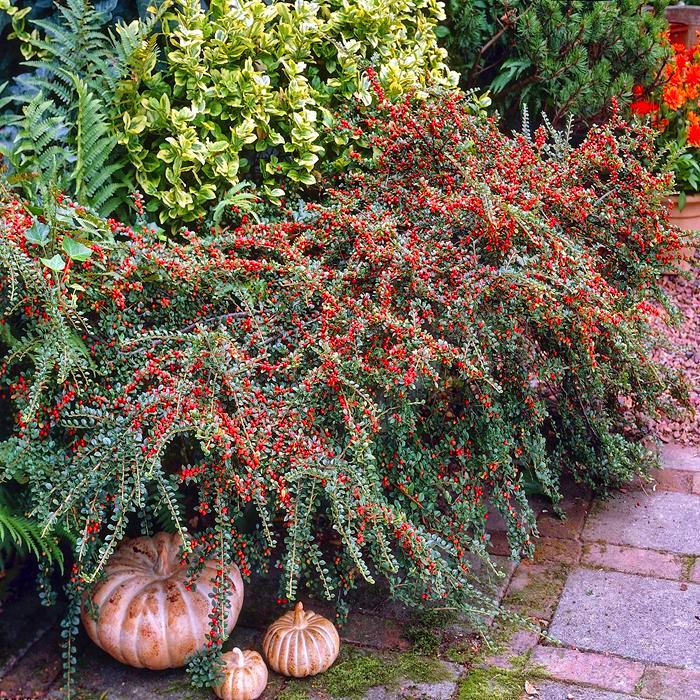 Кизильник горизонтальный Cotoneaster horizontalis 1 шт. (38286005) - фото 6