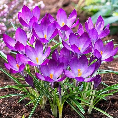 ᐉ Крокус Florium Ruby Giant (5614) • Краща ціна в Києві, Україні ...