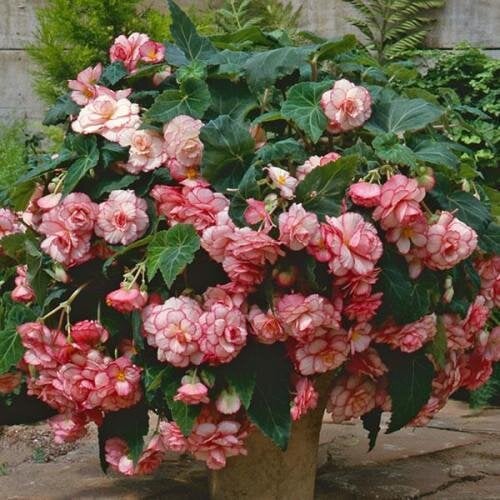 Семена цветов Бегония клубневая Sun Dancer White Pink Picotee PanAmerican 25 шт. (BN10007-3)