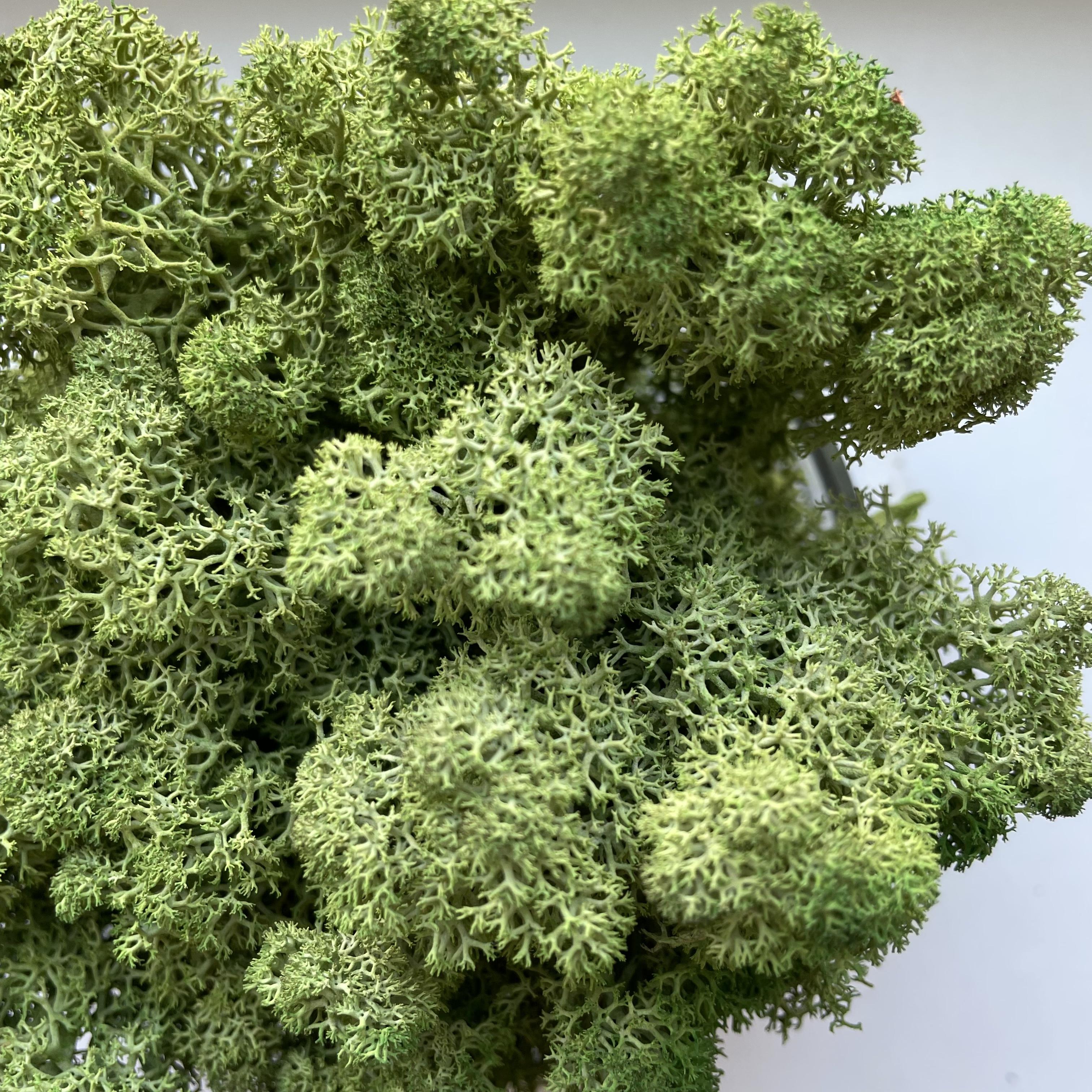 Стабілізований мох норвезький ягель 2 кг Зелений дуб (27323056) - фото 9 Стабілізований мох норвезький ягель 2 кг Зелений дуб (27323056) - фото 9