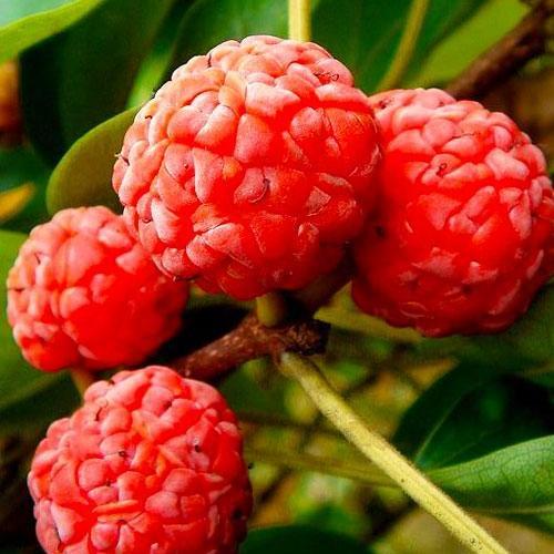 Сажанец Эксклюзив Клубничное дерево Симфония вкуса Кудрания перекрёстное опыление (40207)