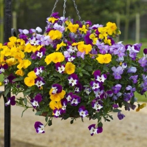 Семена цветов Виола ампельная Freefall Formula Mix Floranova 50 шт. (BN08020-3)