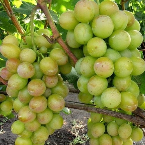 Саженцы винограда Наталка Полтавка черенкованный 2-летний (7101)