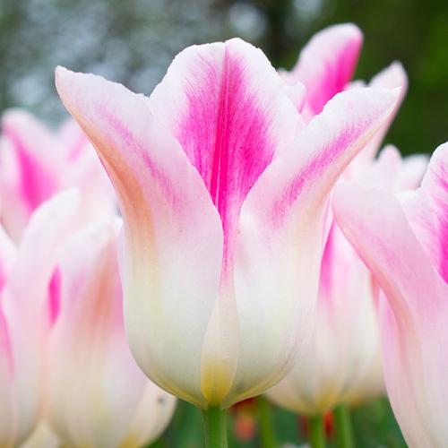 Тюльпан Florium Holland Chic (3285) - фото 3 Тюльпан Florium Holland Chic (3285) - фото 3