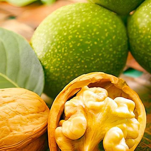 Саженец Грецкий орех привитый Chandler укорененный в контейнере 2 года (178568)