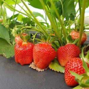 Саженец клубники Limalexia средняя (1886313684)