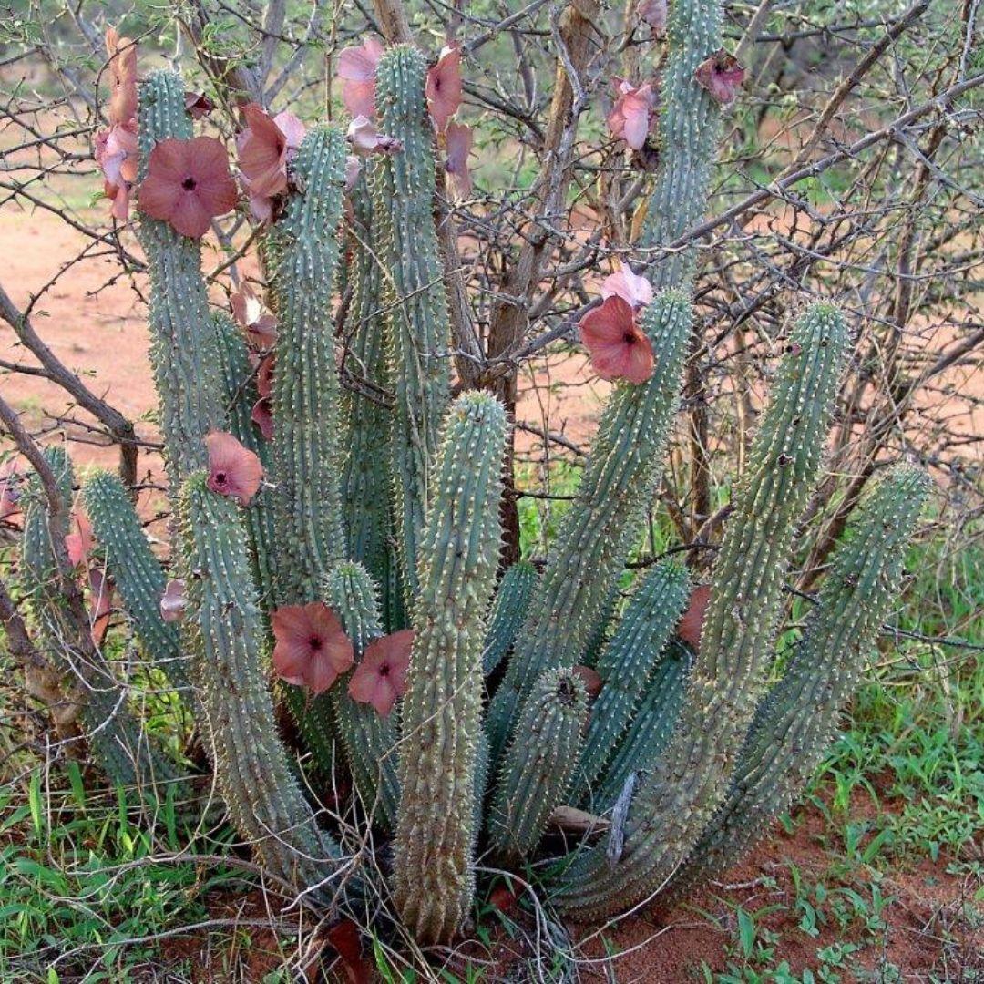 Насіння Худія Лугарді Hoodia curroriii 2 шт./уп. - фото 10