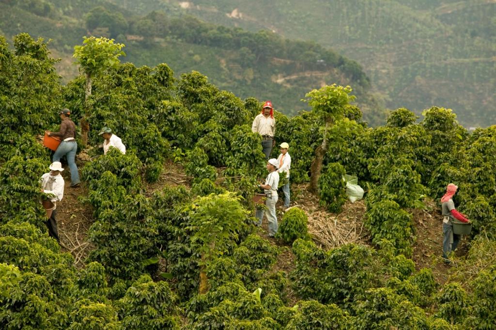 Кофе в зернах KNBK Арабика Brazil Santos 1 кг - фото 3