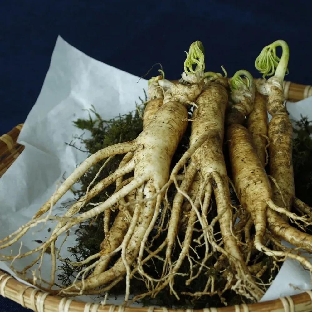 Семена женьшень обыкновенный Panax ginseng 5 шт. - фото 5