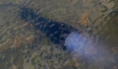 Подводный фонарь 8774 T6 (6360740) - фото 7