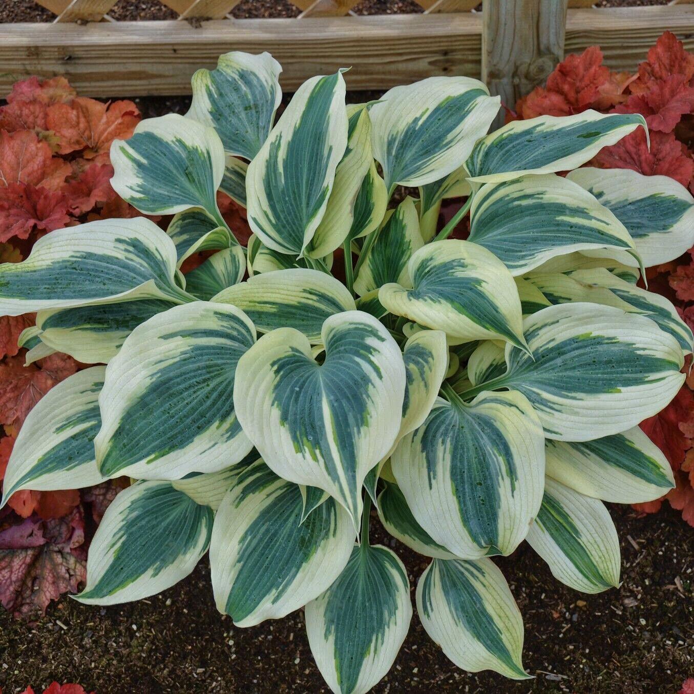 Хоста Dobrodar Blue Ivory 3 шт. (38292858)