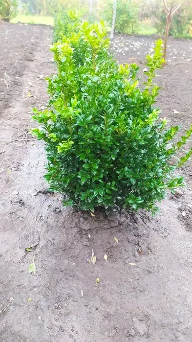 Саджанець самшита Великі кущі 40-60 см (2097046542) Саджанець самшита Великі кущі 40-60 см (2097046542)