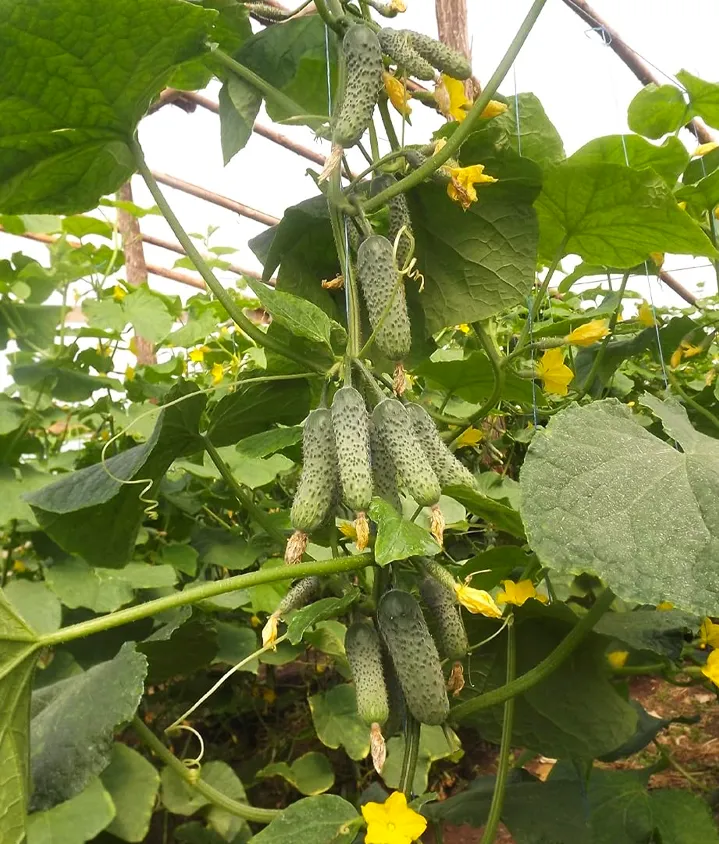 Семена Огурец GL Seeds Виноградная гроздь 3 г (591) Семена Огурец GL Seeds Виноградная гроздь 3 г (591)
