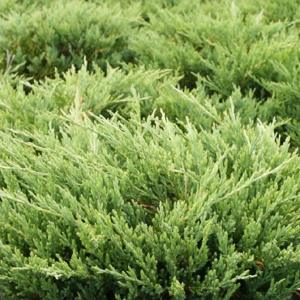 Саджанець ялівцю горизонтального Juniperus horizontalis Andorra Compact Р9 (644868262) - фото 4 Саджанець ялівцю горизонтального Juniperus horizontalis Andorra Compact Р9 (644868262) - фото 4