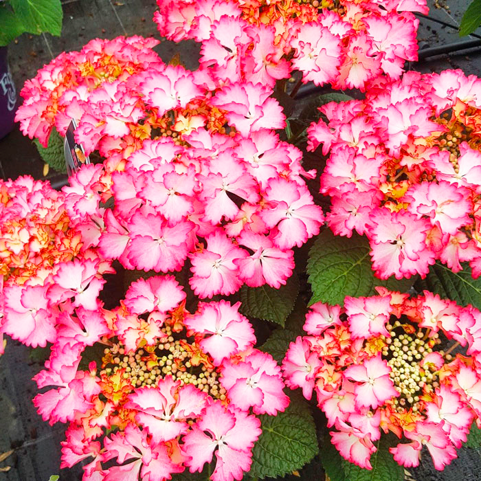 Саджанець гортензії крупнолистної Hydrangea macrophylla French Cancan Rose Р9 (1904568252)