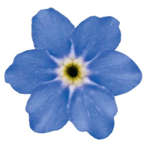 Насіння квітів Незабудка Bellamy Blue (BN11630)