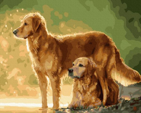 Картина за номерами Brushme Золотисті ретрівери 40х50 см у термопакеті (GX34657)