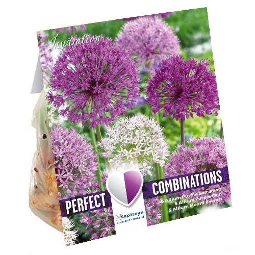 Комбо Florium KAPITEYN Аллиумы Large Ball Blend (15293)