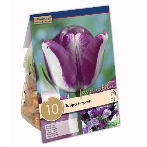 Тюльпан Florium Hotpants брендовые луковицы kapiteyn (15329)