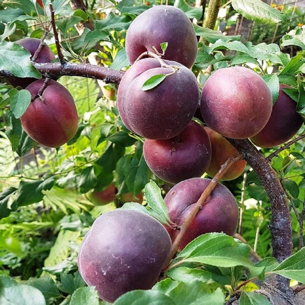 Курага шоколадная 1 кг - фото 2 Курага шоколадная 1 кг - фото 2