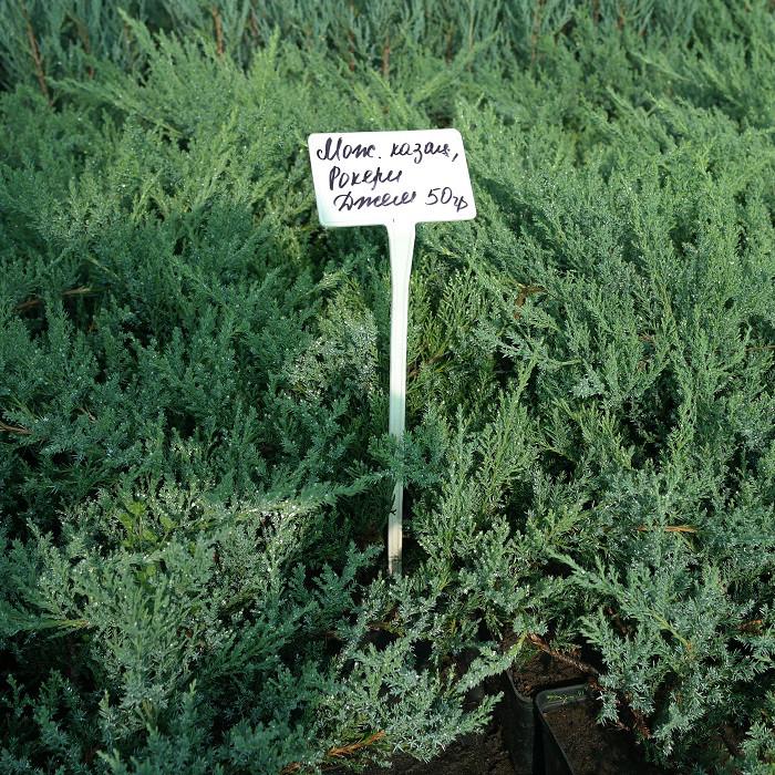 Саженец можжевельника казацкого Рокери Джем Juniperus sabina Rockery Gem Р9 (645180492) - фото 3