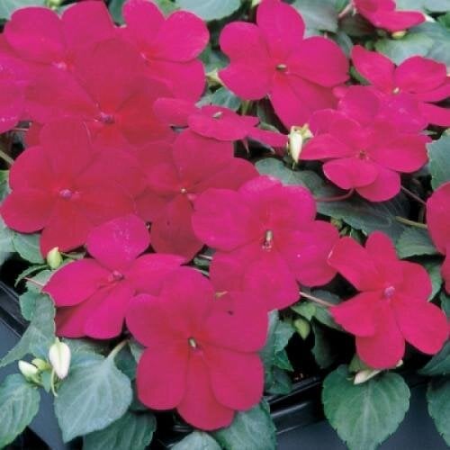 Семена цветов Бальзамин Balance Burgundy Hem Genetics 50 шт. (BN09294-3)