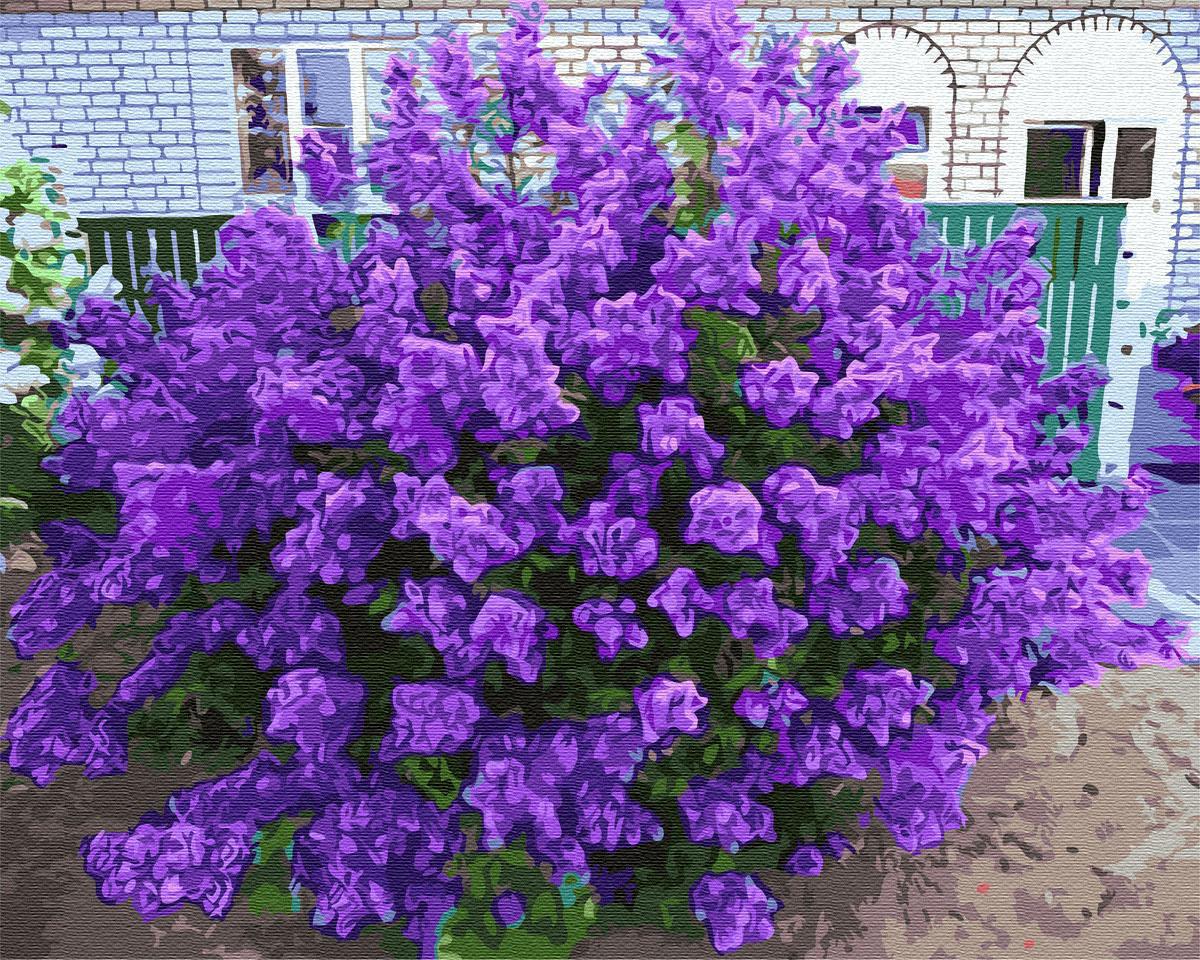 Картина за номерами Brushme БК Бузок біля будинку 40х50 см у коробці (BRM3347)