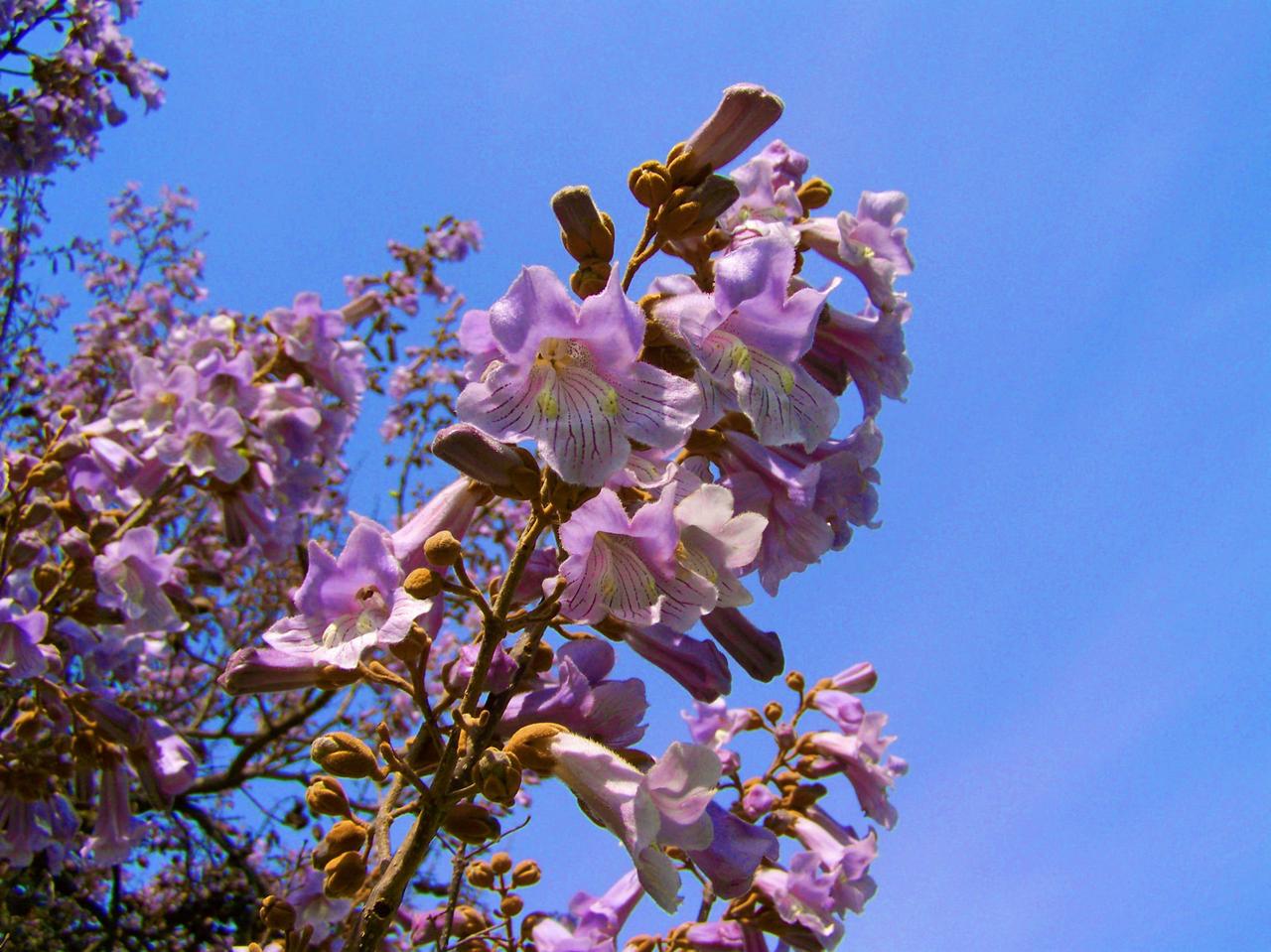 Семена Павловния войлочная Paulownia tomentosa 200+ шт./уп. - фото 9