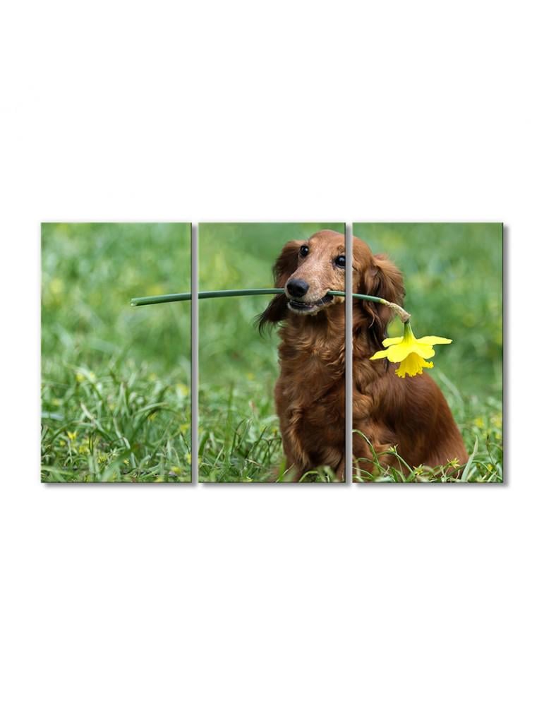 Картина модульная Такса с нарциссом 3 модуля 90x135 см