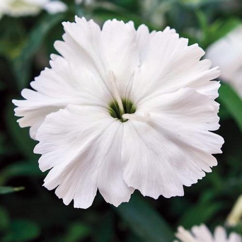 Семена цветов Гвоздика китайская Divinity white HemGenetics 1000 шт. (BN13102)