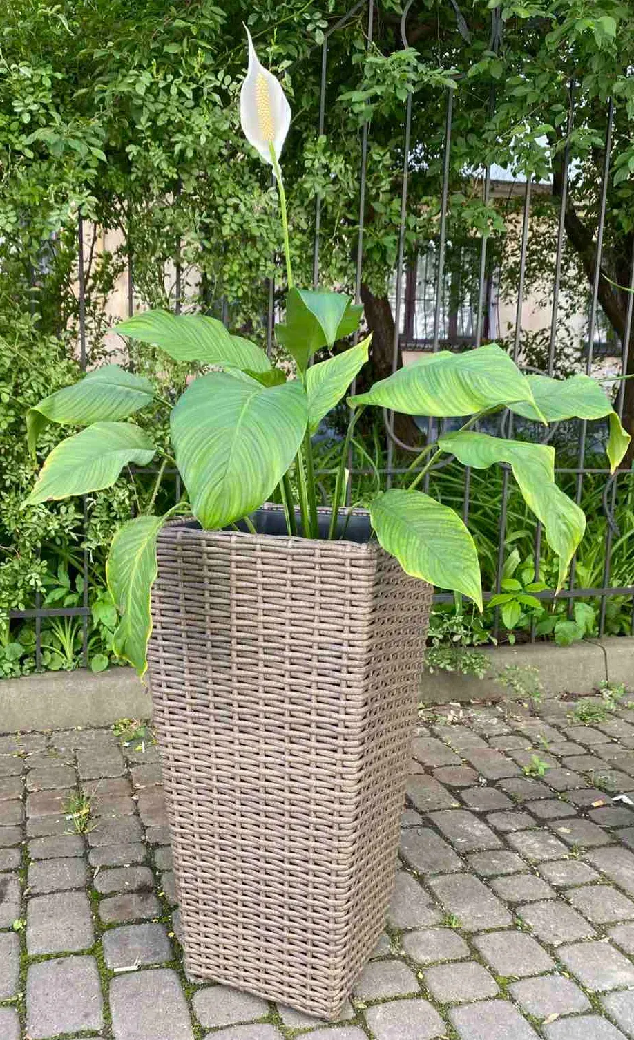 Кашпо садовое Rattwood невада миндаль