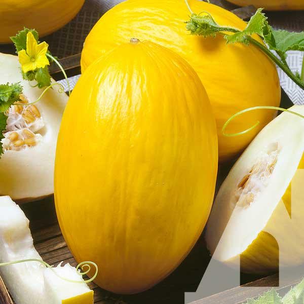 Дыня Джан Канари, 10 шт., Садиба