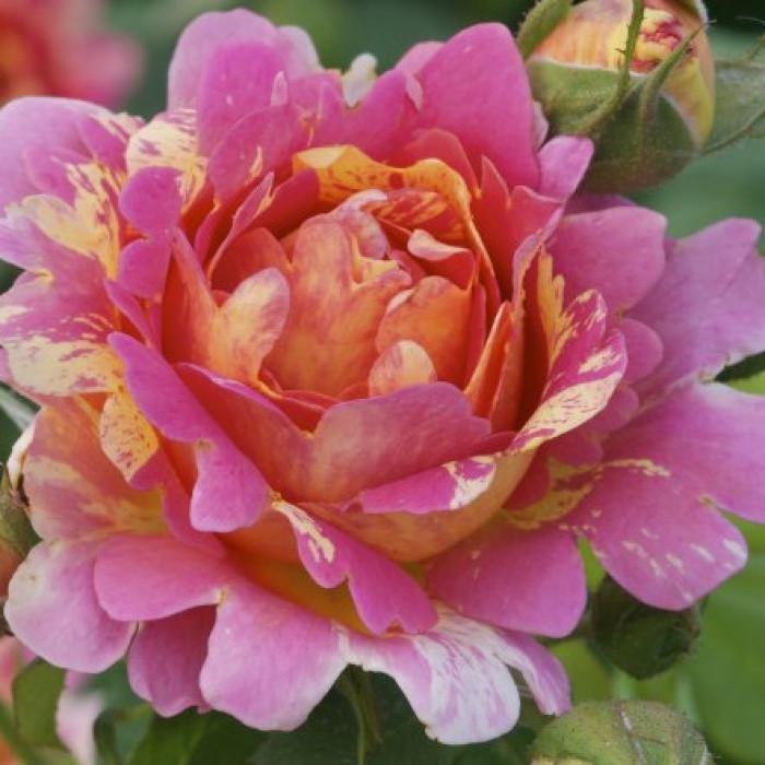 Роза Rose des Cisterciens Шраб (2669460646) Роза Rose des Cisterciens Шраб (2669460646)