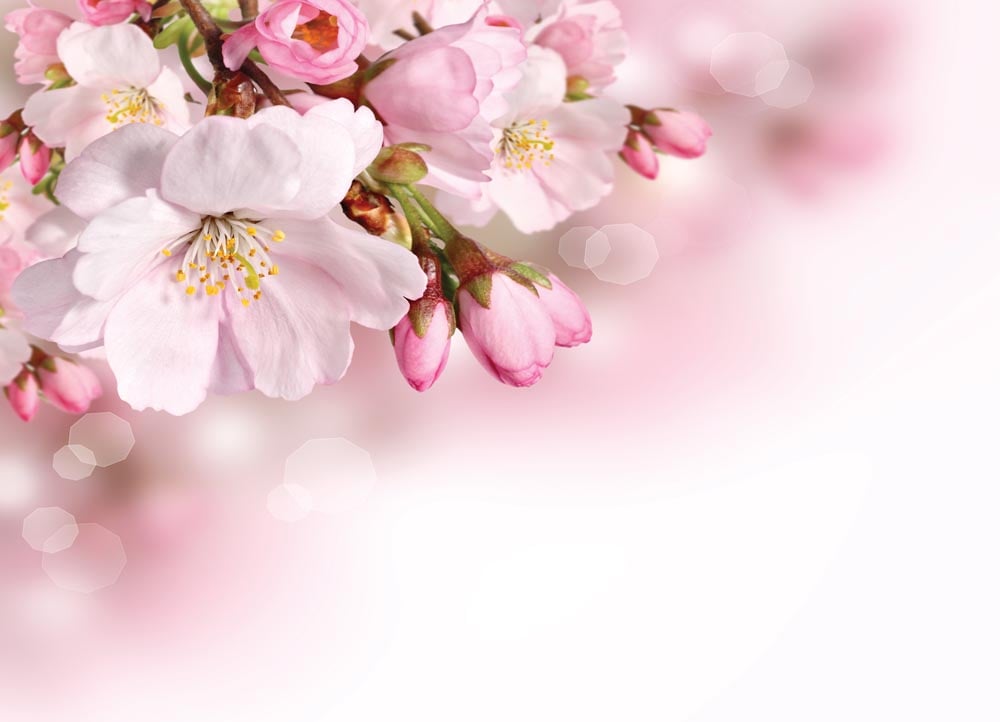 Фотообои WS Wallpaper Цветущая сакура 360x260 см (186)
